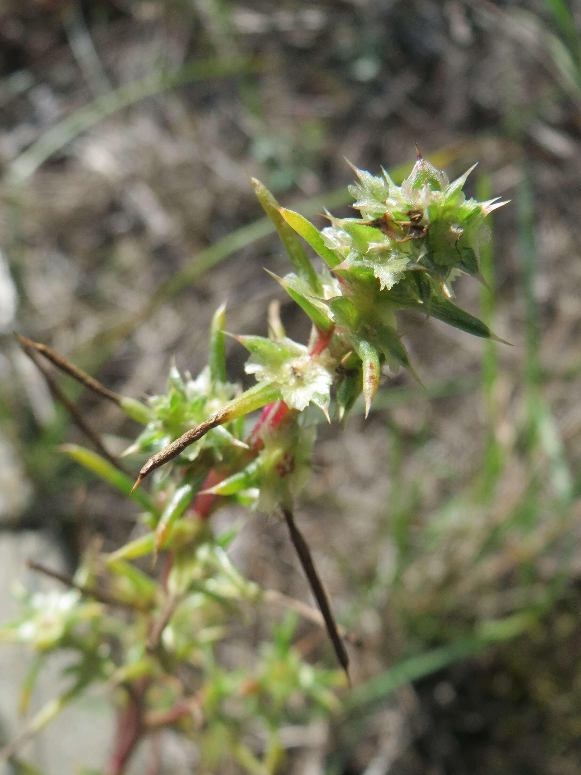 Image of Prickly Russian-Thistle