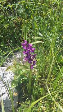 Anacamptis morio subsp. caucasica (K. Koch) H. Kretzschmar, Eccarius & H. Dietr. resmi