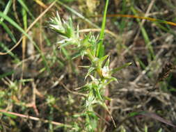 Image of Prickly Russian-Thistle