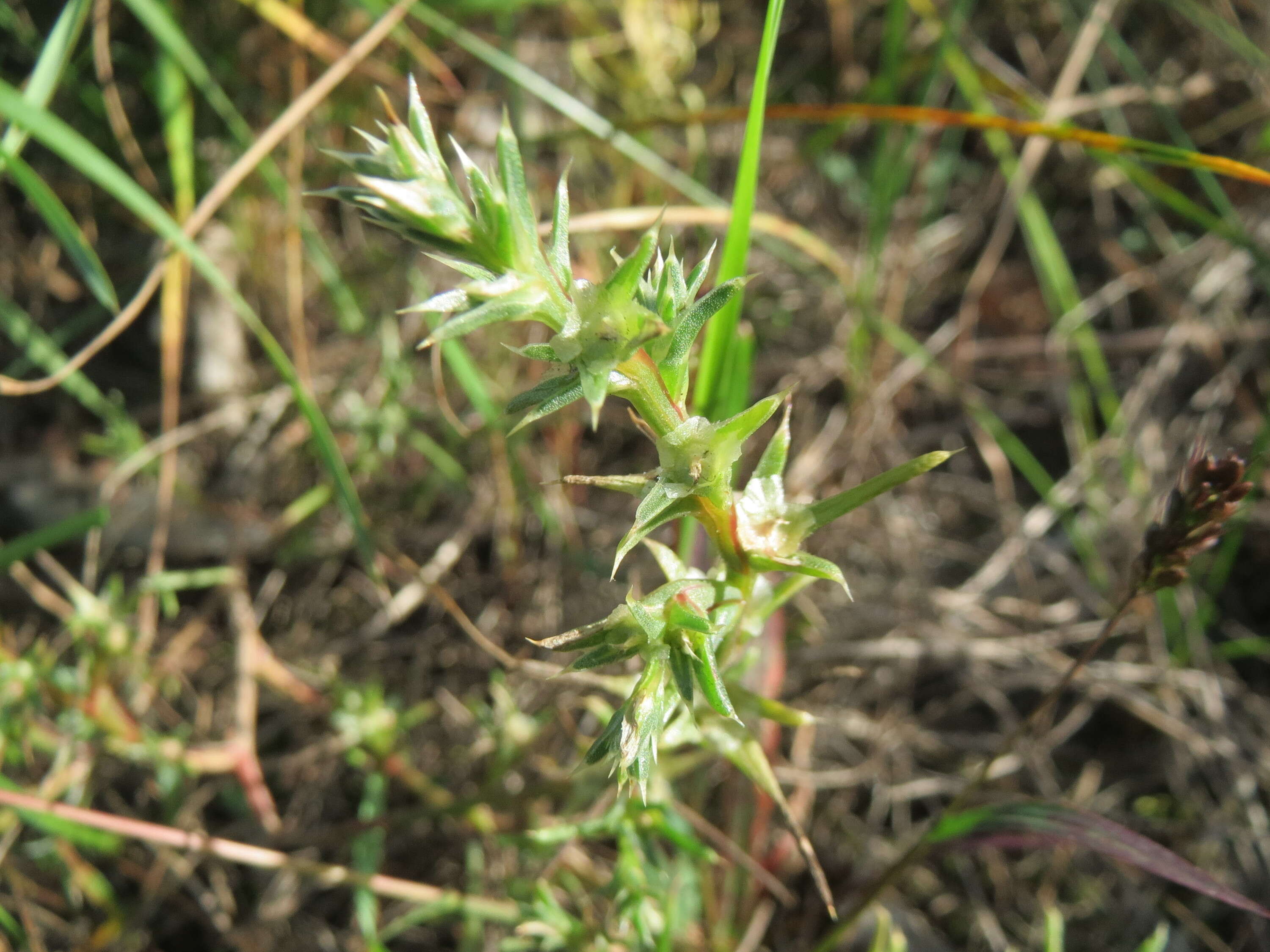 Image of Prickly Russian-Thistle