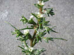 Image of Prickly Russian-Thistle