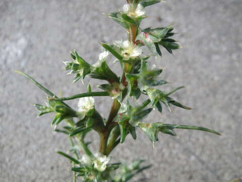 Image of Kali tragus (L.) Scop.