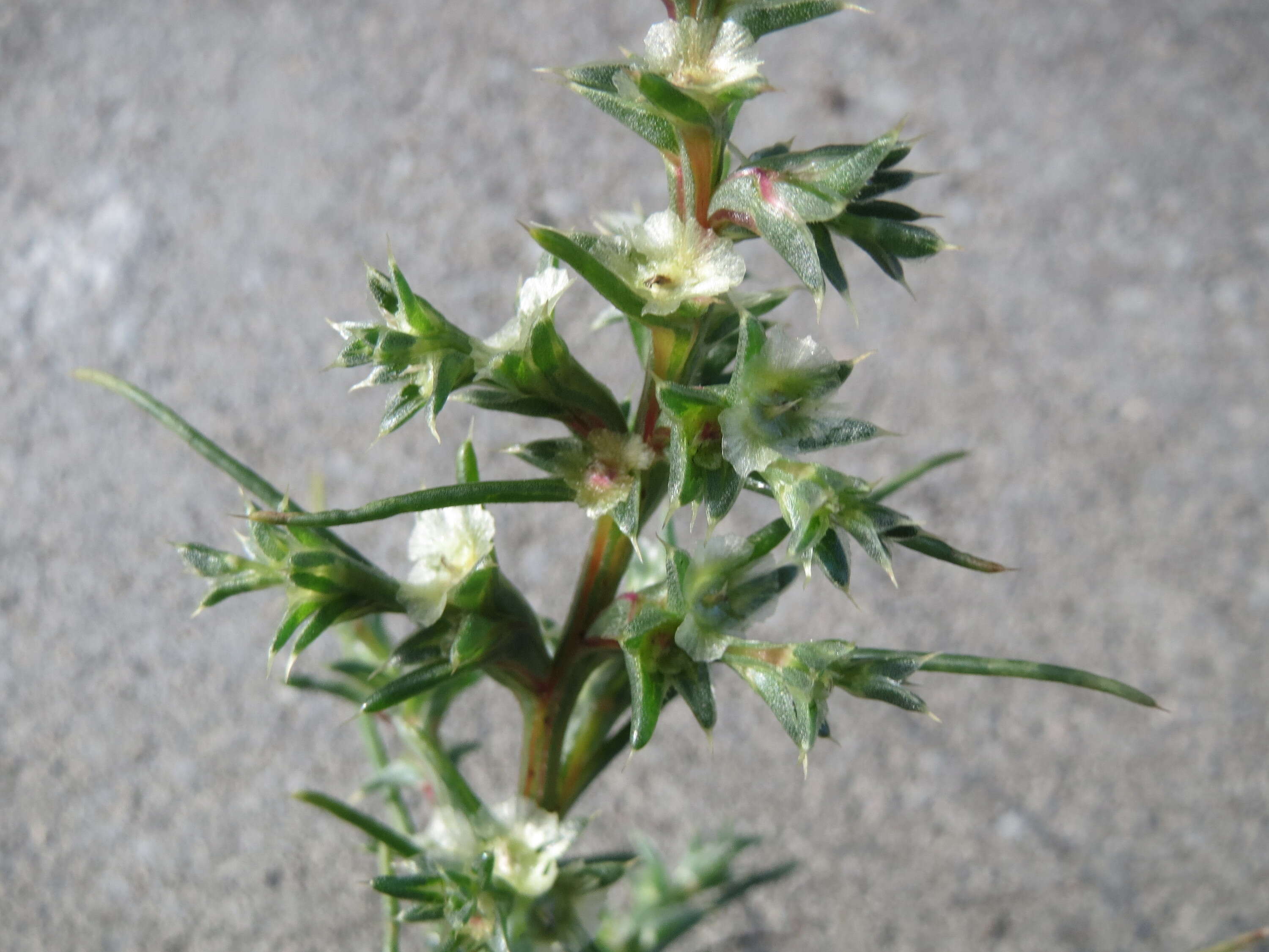 Image of Prickly Russian-Thistle