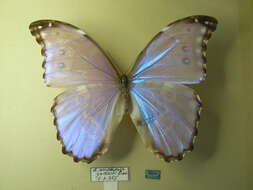 Imagem de Morpho menelaus Linnaeus 1758