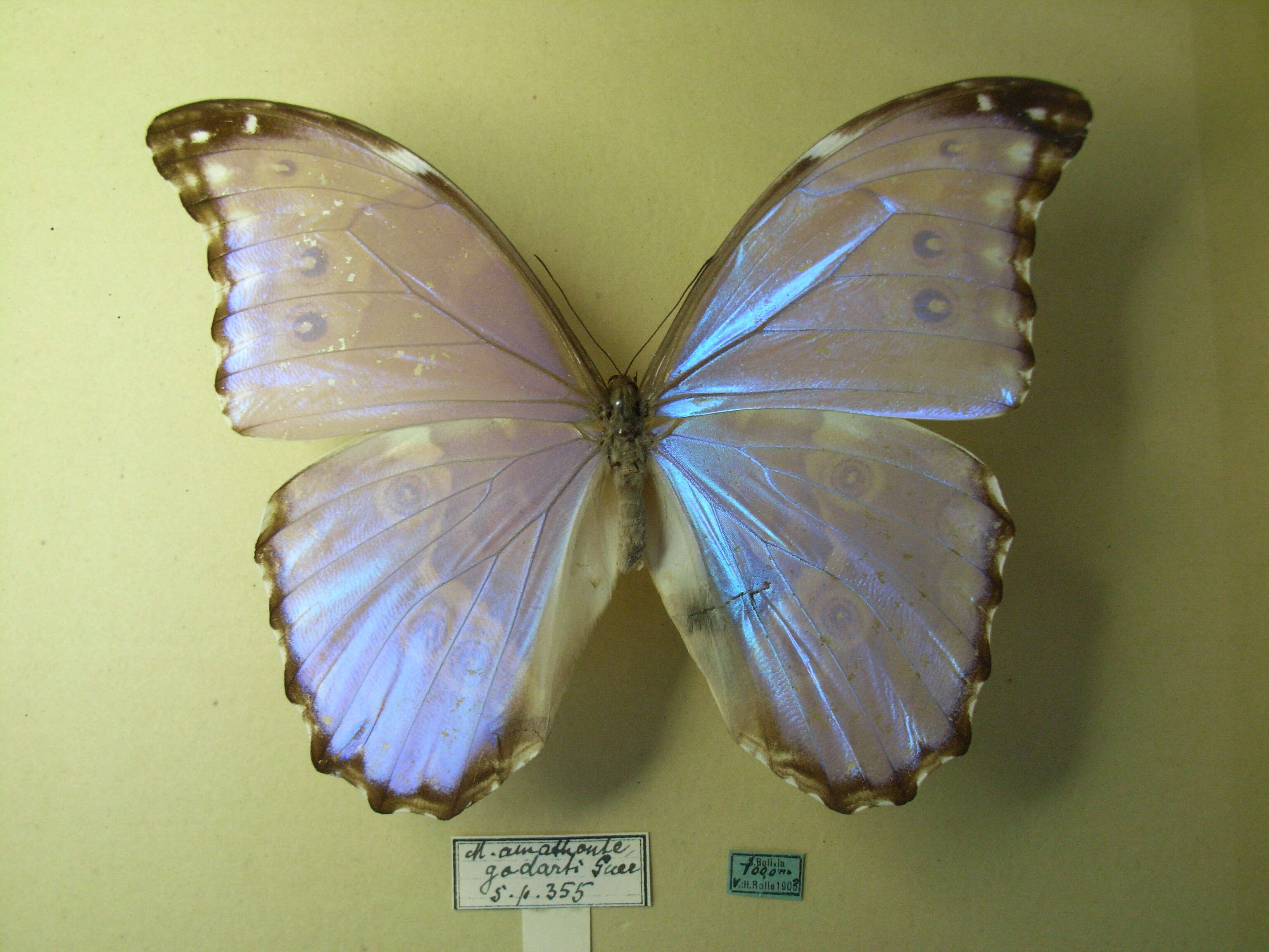 Imagem de Morpho menelaus Linnaeus 1758