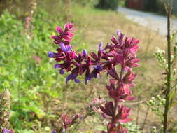 Imagem de Salvia nemorosa L.