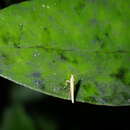 Sivun Caloptilia linearis (Butler 1877) kuva