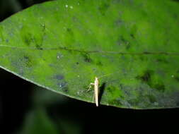 Sivun Caloptilia linearis (Butler 1877) kuva