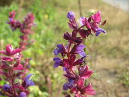 Imagem de Salvia nemorosa L.