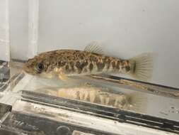 Image of Red River Pupfish