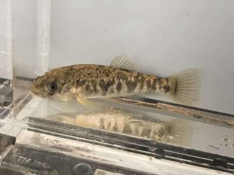 Image of Red River Pupfish