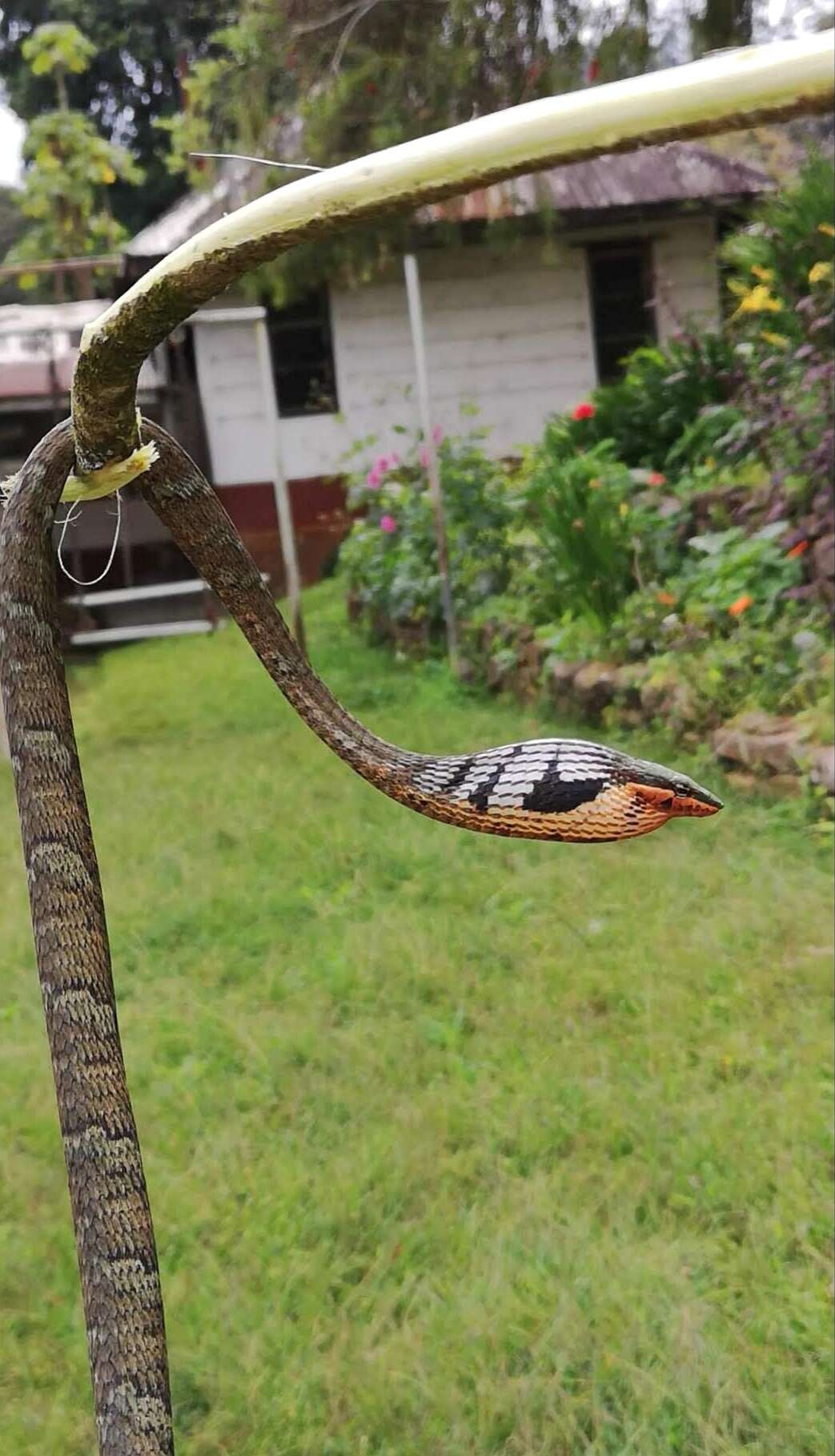 Image of Usambara vine snake