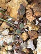 Imagem de Eriogonum nudum var. oblongifolium S. Wats.