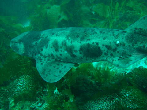 Image of Australian Swellshark