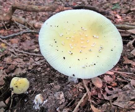 Image of Amanita albocreata (G. F. Atk.) E.-J. Gilbert 1941