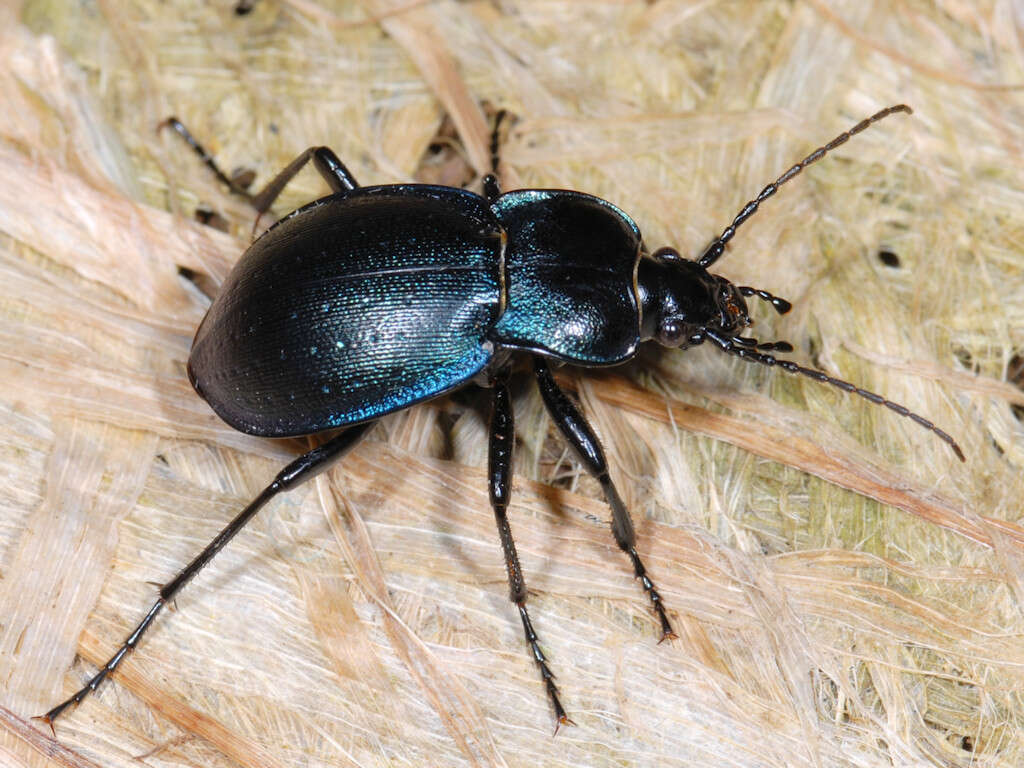 Image of Winstanley Ground Beetle