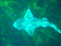 Image of Australian Swellshark