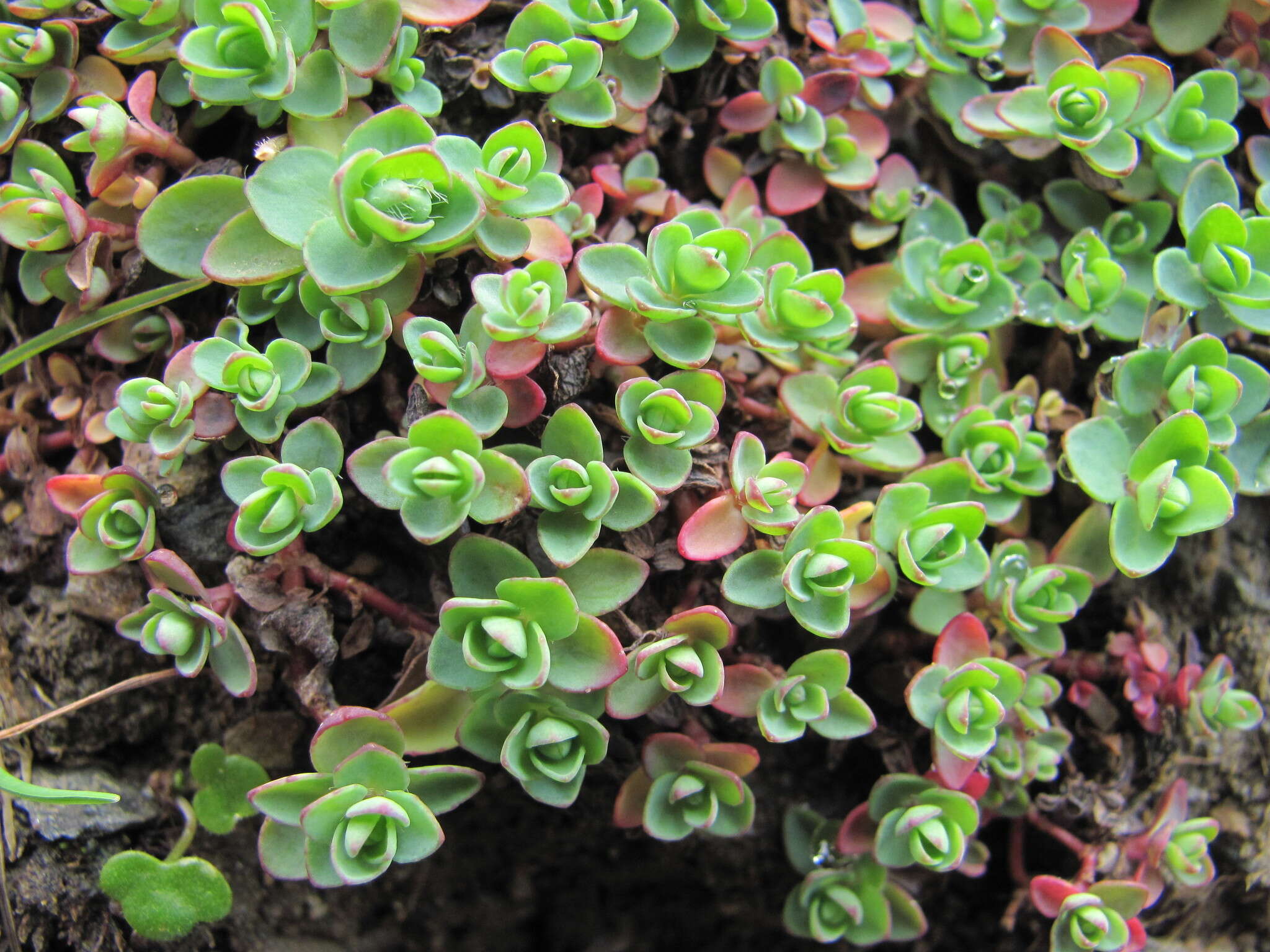 Image of Veronica telephiifolia subsp. glareosa (Somm. & Levier) M. Fisch.