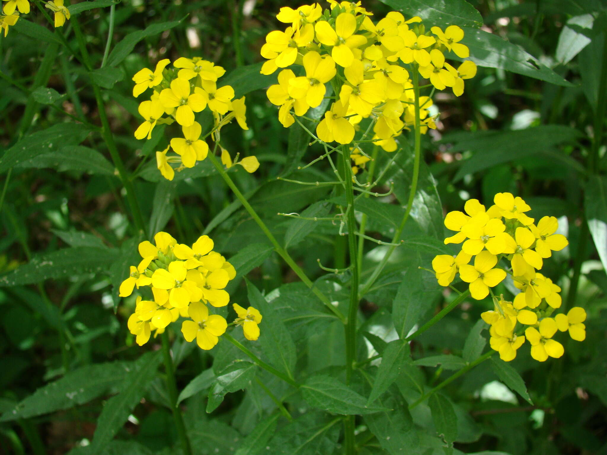 Image of Erysimum aureum M. Bieb.