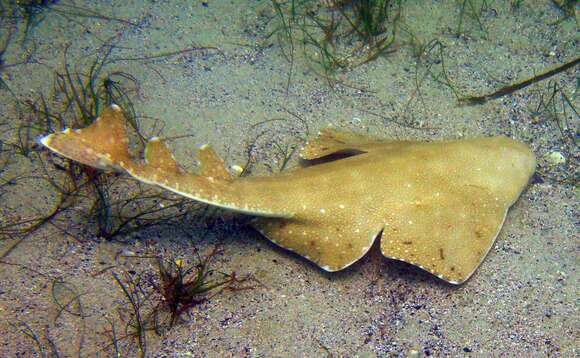 Image de Ange de mer australien