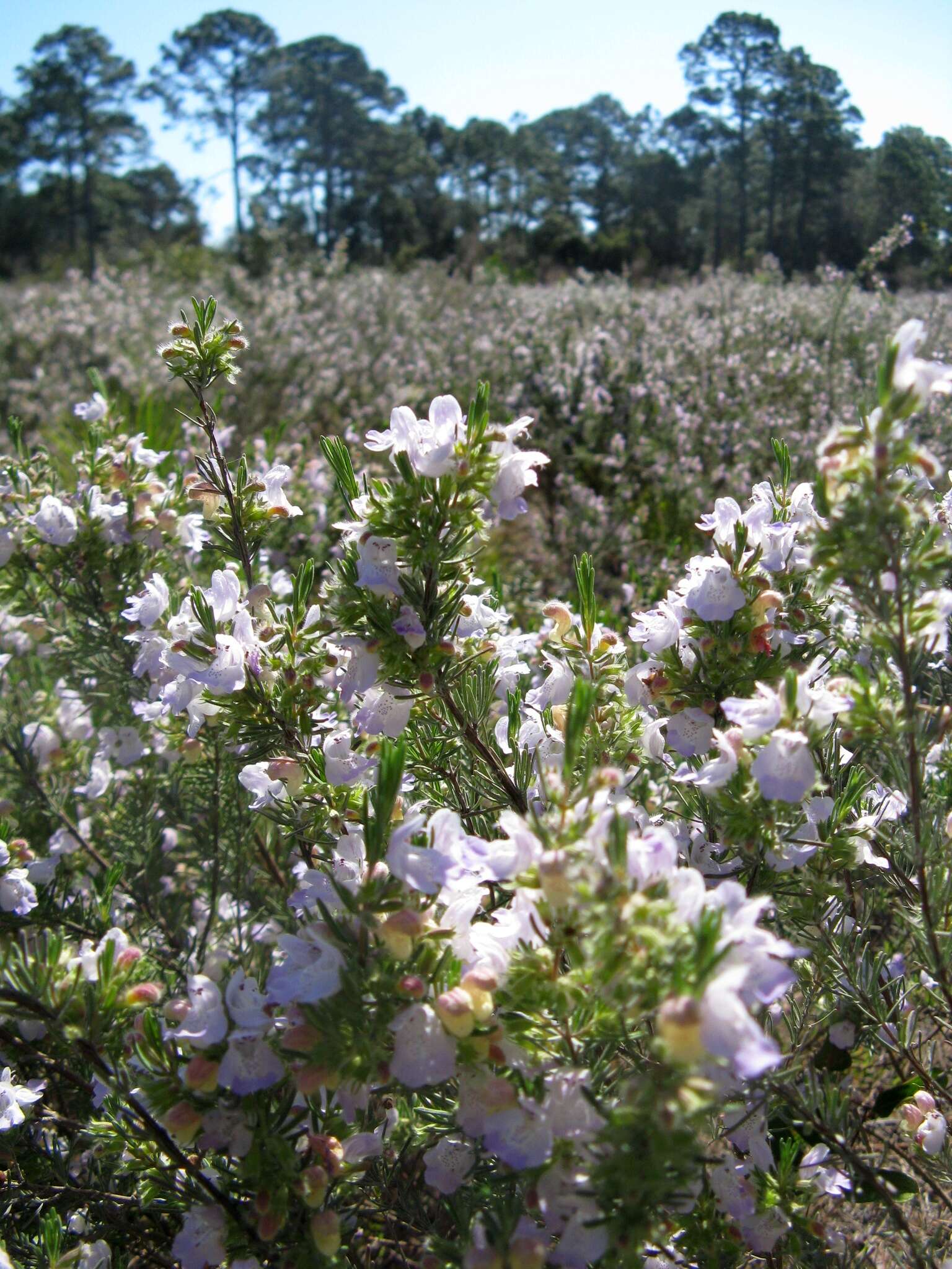 Image of Apalachicola false rosemary