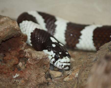 Слика од Lampropeltis getula (Linnaeus 1766)