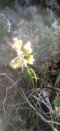 Image of Silene paucifolia Ledeb.