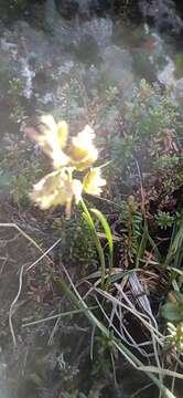 Imagem de Silene paucifolia Ledeb.