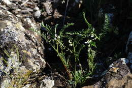 Image of blister vetch