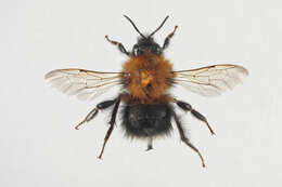 Image of Bombus hypnorum (Linnaeus 1758)