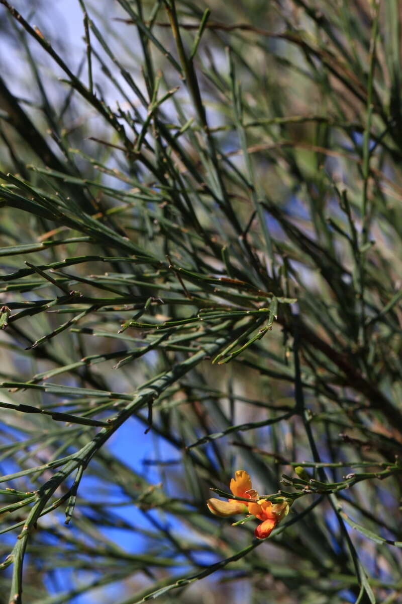 Image of Jacksonia sternbergiana Benth.