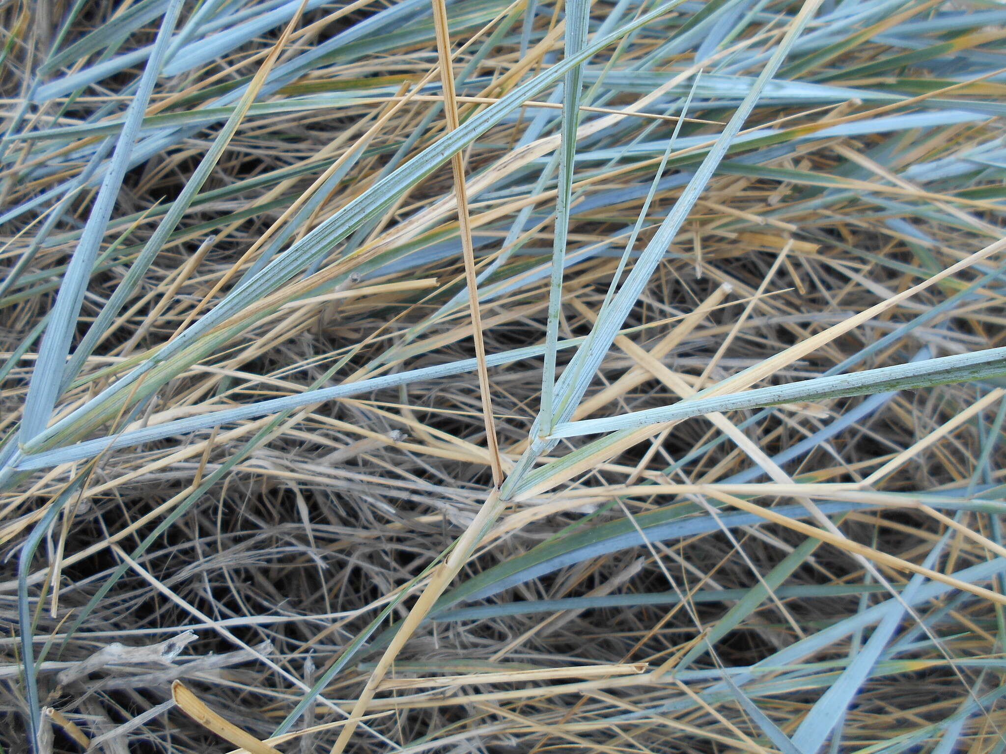 Image de Elymus athericus (Link) Kerguélen