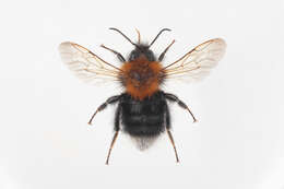 Image of Bombus hypnorum (Linnaeus 1758)