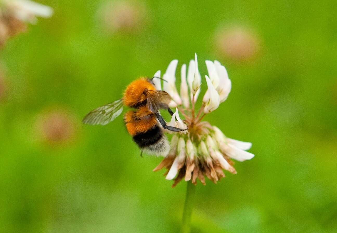 Image of Bombus hypnorum (Linnaeus 1758)