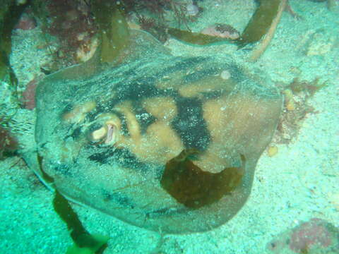 Image of Banded Stingaree