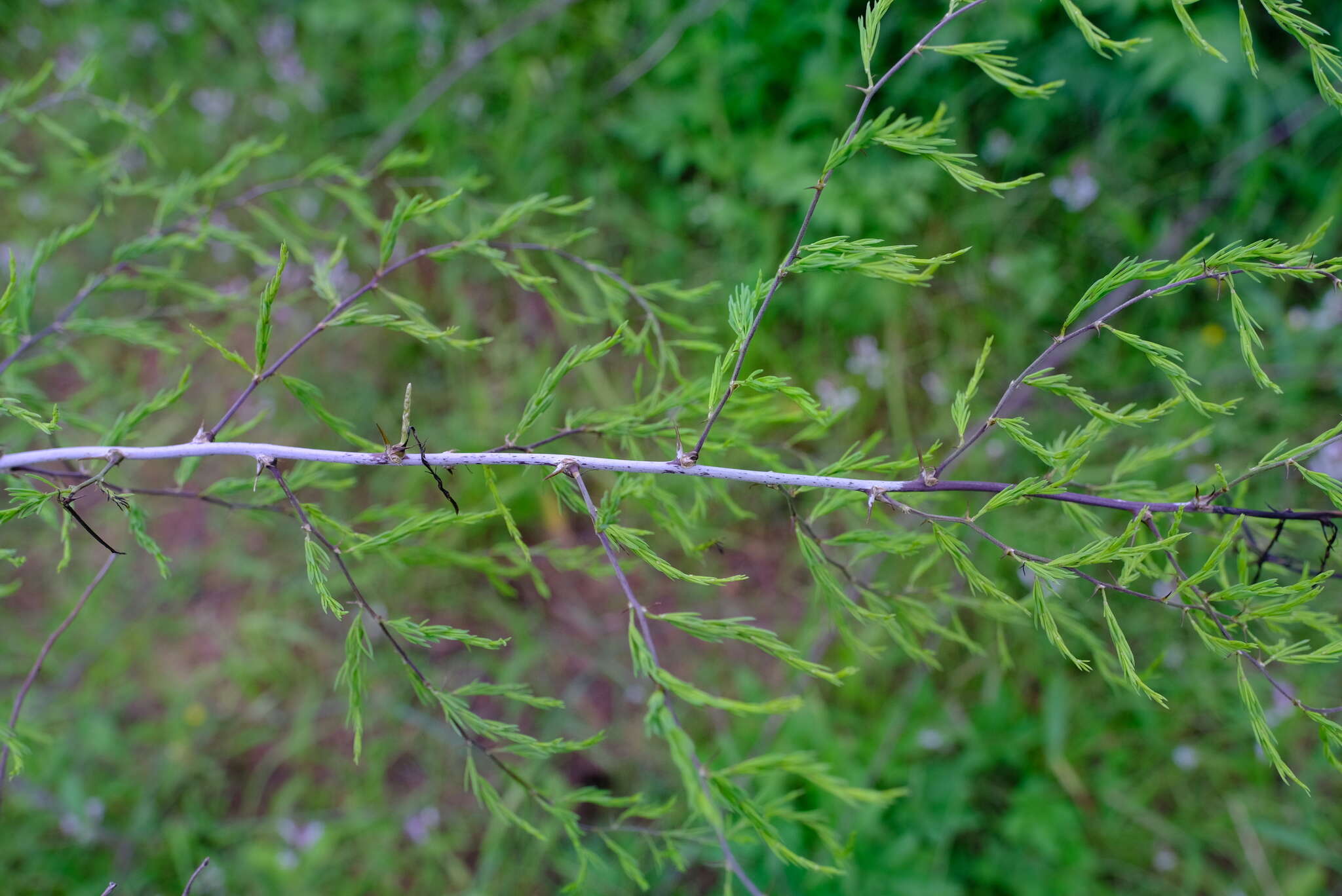 Image of Asparagus buchananii Baker