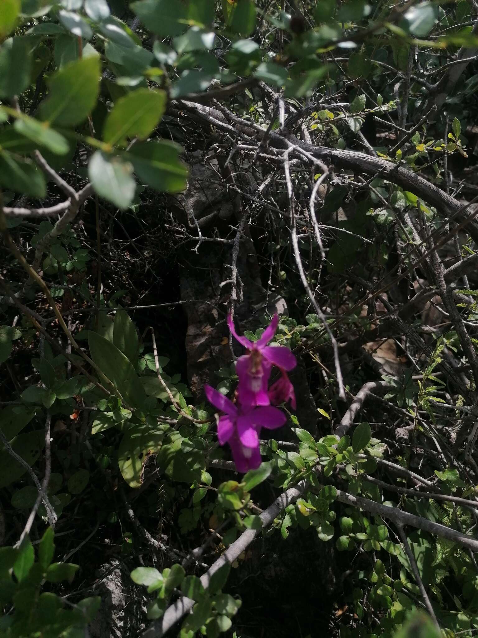 Image of Barkeria lindleyana subsp. vanneriana (Rchb. fil.) Thien