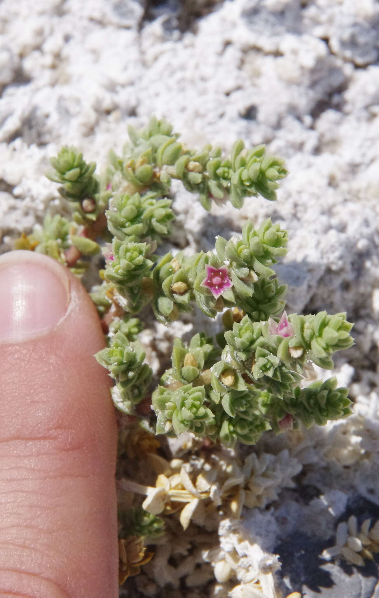 Image of Amargosa niterwort