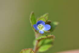 Image of Veronica opaca Fries