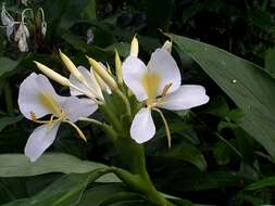 Image de Hedychium coronarium J. Koenig