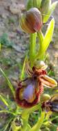 Image of Ophrys speculum subsp. speculum