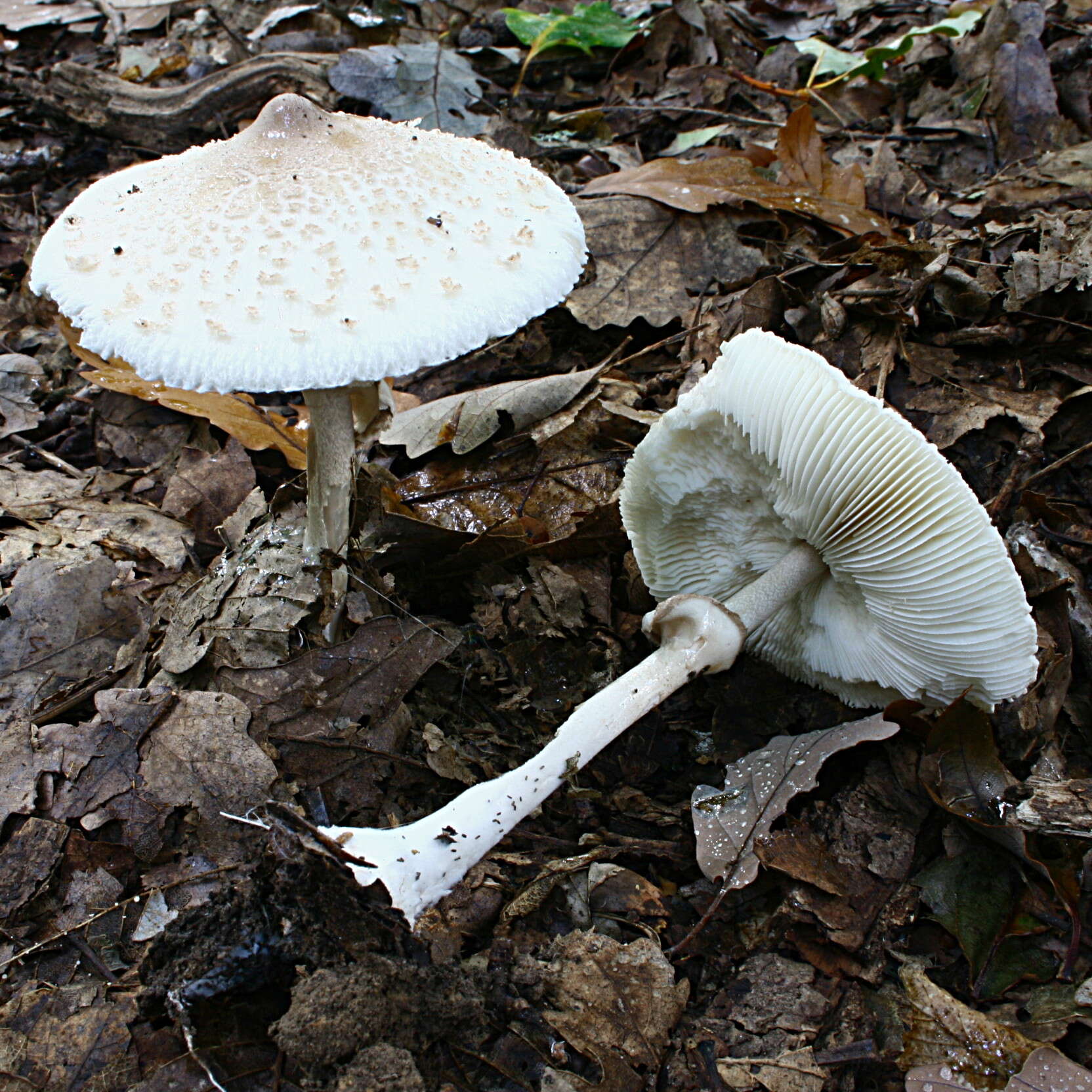 Слика од Macrolepiota mastoidea (Fr.) Singer 1951