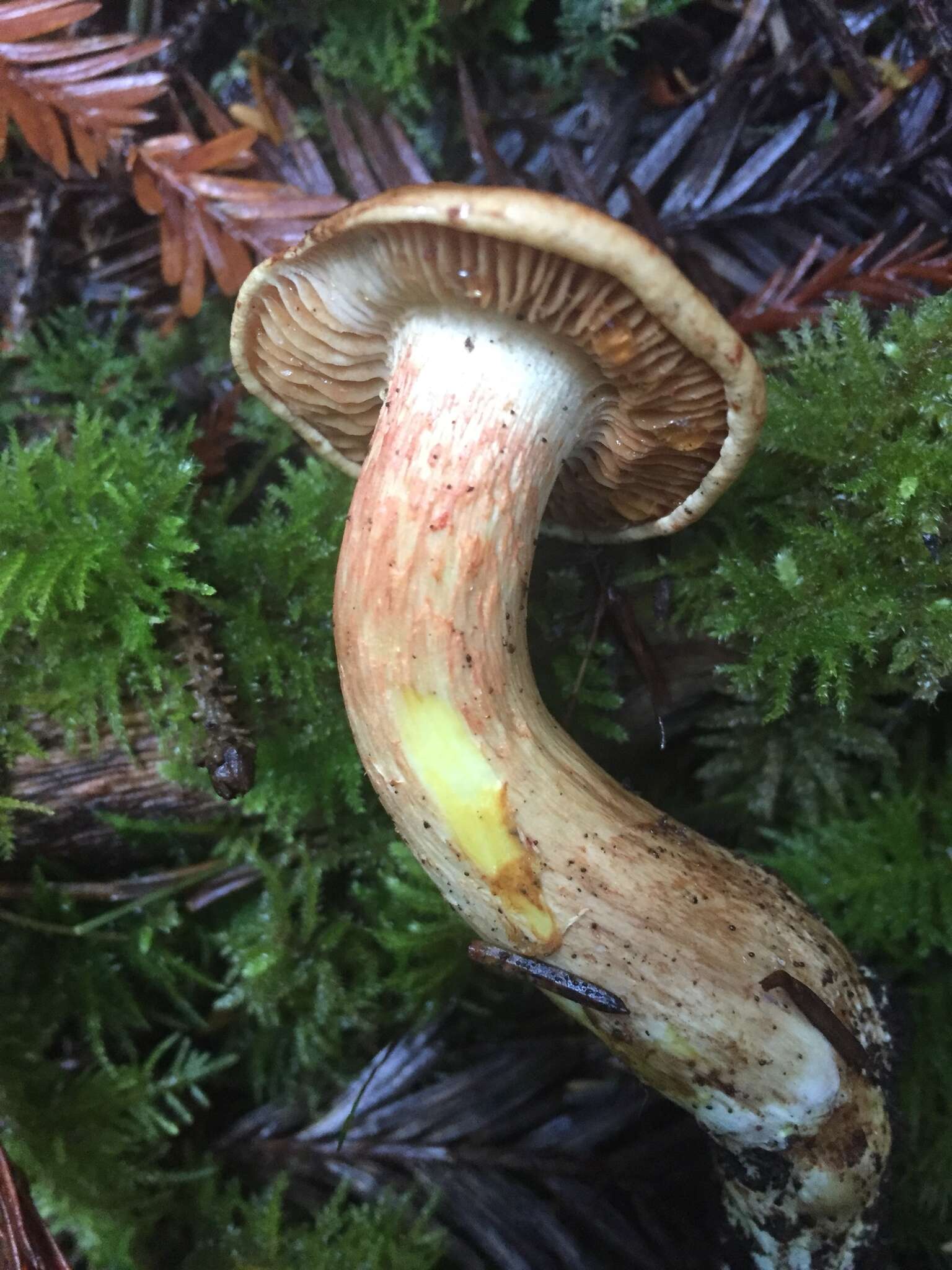 Imagem de Cortinarius rubicundulus (Rea) A. Pearson 1946