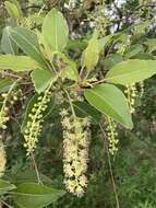 Слика од Phytolacca dioica L.