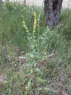 Image of Verbascum chaixii subsp. laxum (Filar. & Jav.) Ivanina