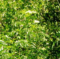 Image of Sambucus australis Cham. & Schltdl.