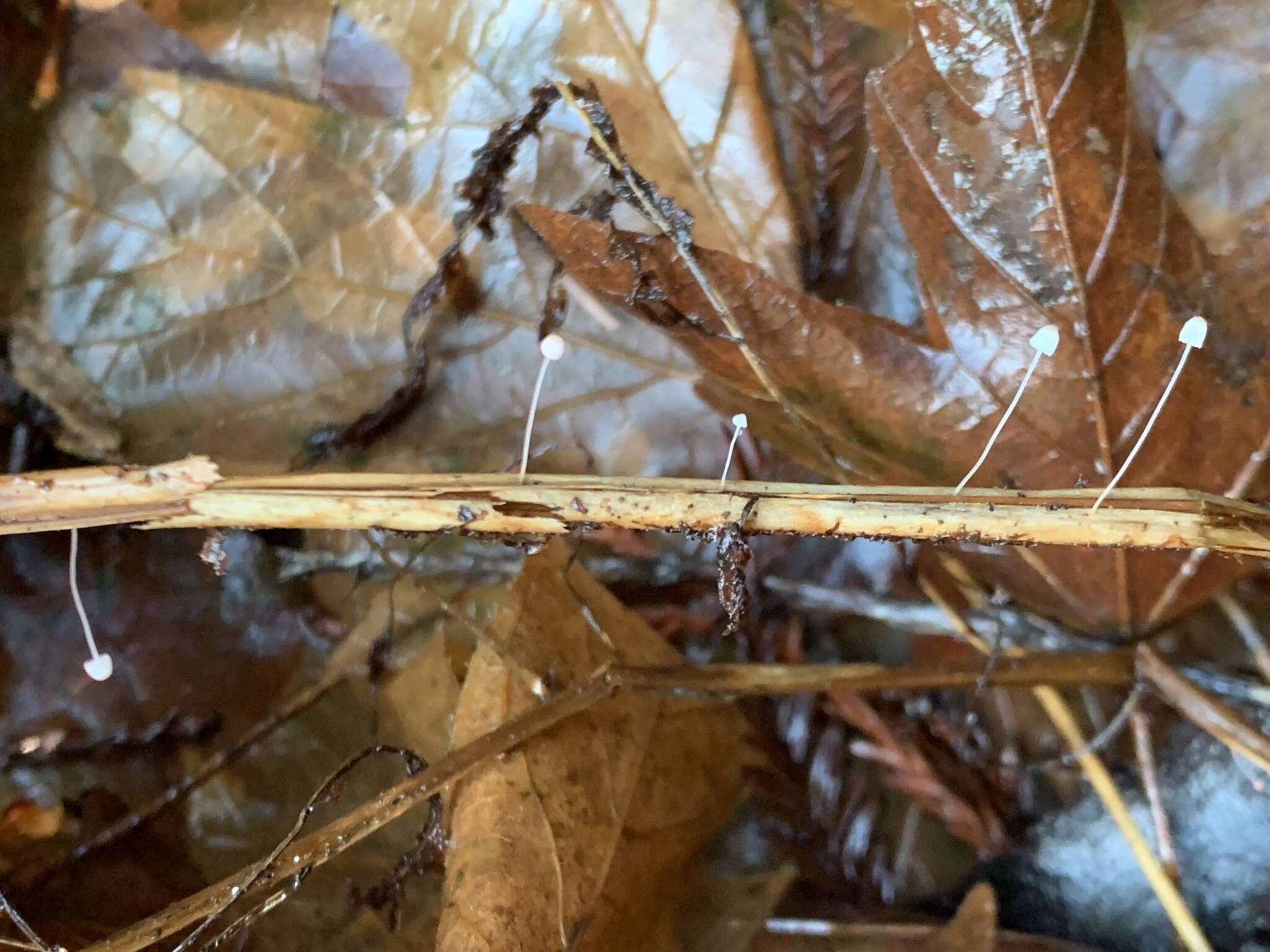 Слика од Mycena pterigena (Fr.) P. Kumm. 1871