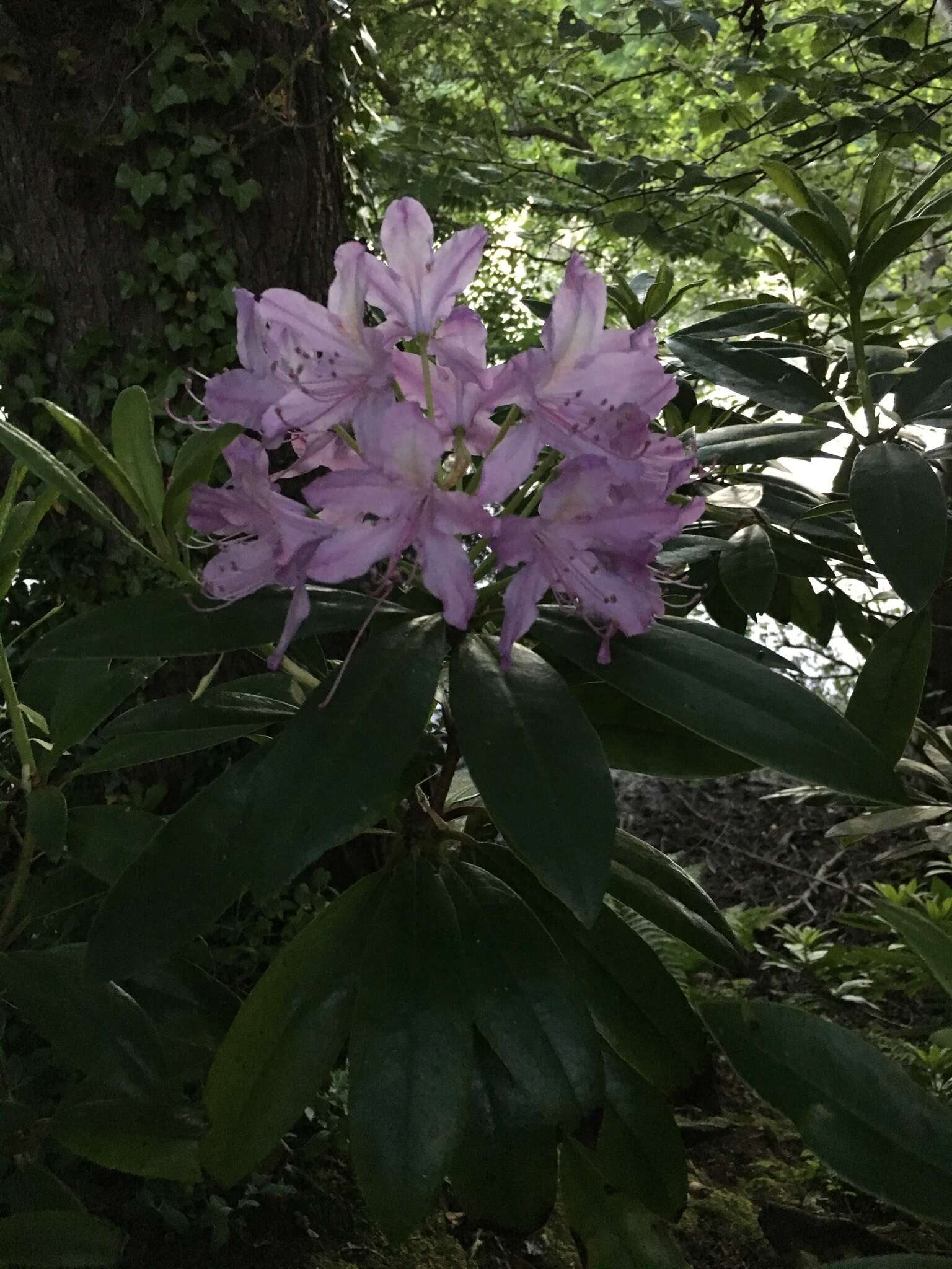 Image of Rhododendron ponticum subsp. ponticum