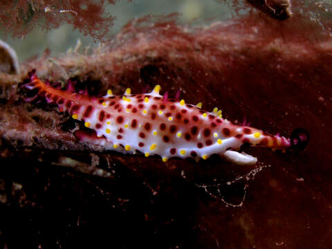 Image of Rosy Spindle Cowry