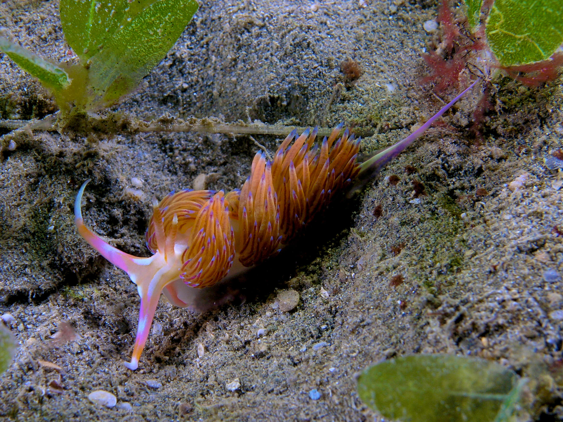 Image of four-colour nudibranch